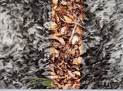 Laub 5, 37 x 52 cm, Digitalfotografie, Kohle, Acryl auf Papier, 2010