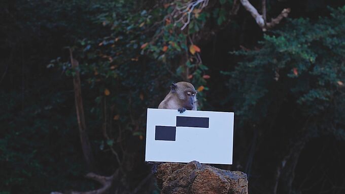 Ein Affe sitzt auf einem Baumstumpf und hält ein weißes Schild mit schwarzen Rechtecken.