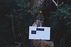 Ein Affe sitzt auf einem Baumstumpf und hält ein weißes Schild mit schwarzen Rechtecken.