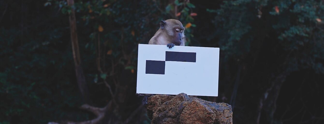 Ein Affe sitzt auf einem Baumstumpf und hält ein weißes Schild mit schwarzen Rechtecken.