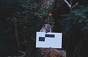 Ein Affe sitzt auf einem Baumstumpf und hält ein weißes Schild mit schwarzen Rechtecken.