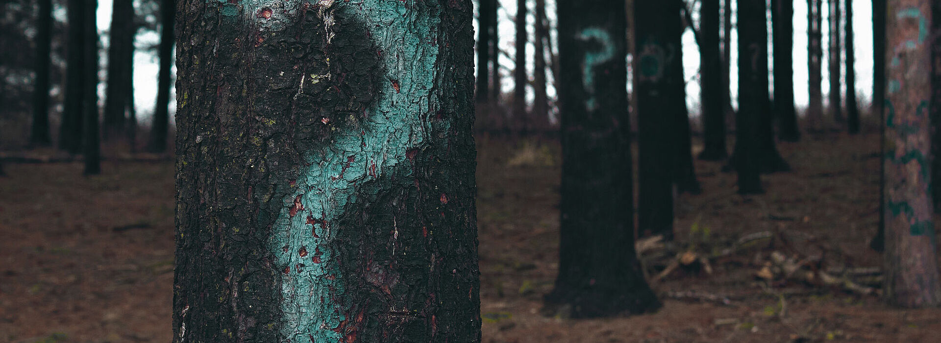 aufgemalte Fragezeichen auf Bäumen im Wald