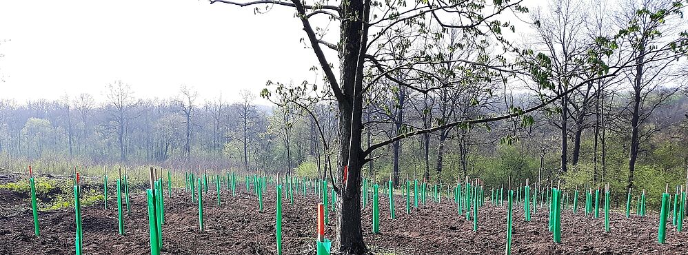 Frisch gepflanzte Bäume in Reihen, im Hintergrund ein Wald