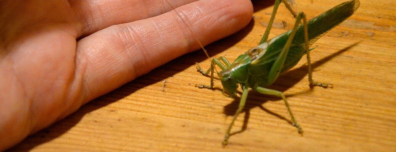 ein großer grüner Grashüpfer und der Ausschnitt einer Hand danebent