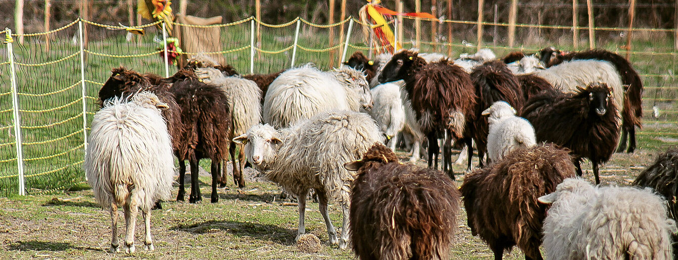 Schafe auf der Weide und spielende Kinder