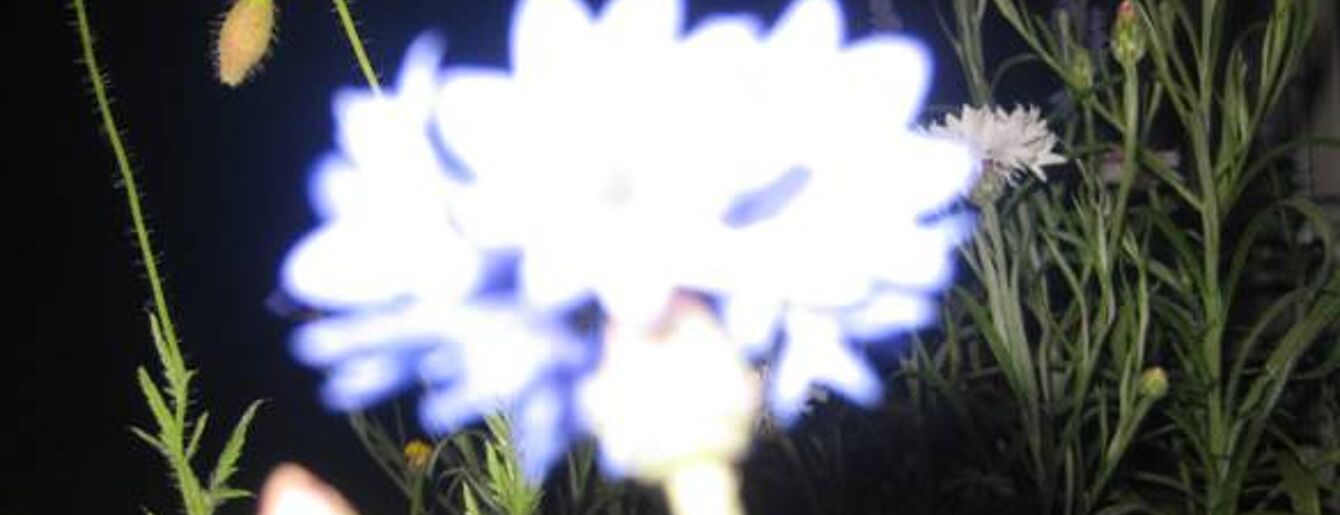 Kornblume vor dunklem Hintergrund