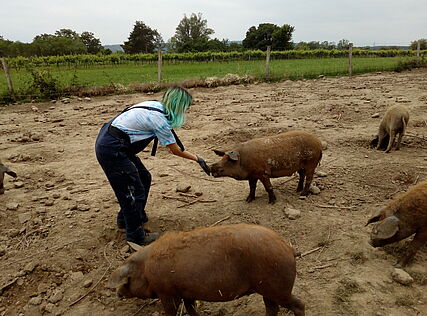 Eine Jugendliche füttert die Mangalitzschweine