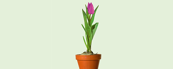 Einzelne Tulpe im Topf