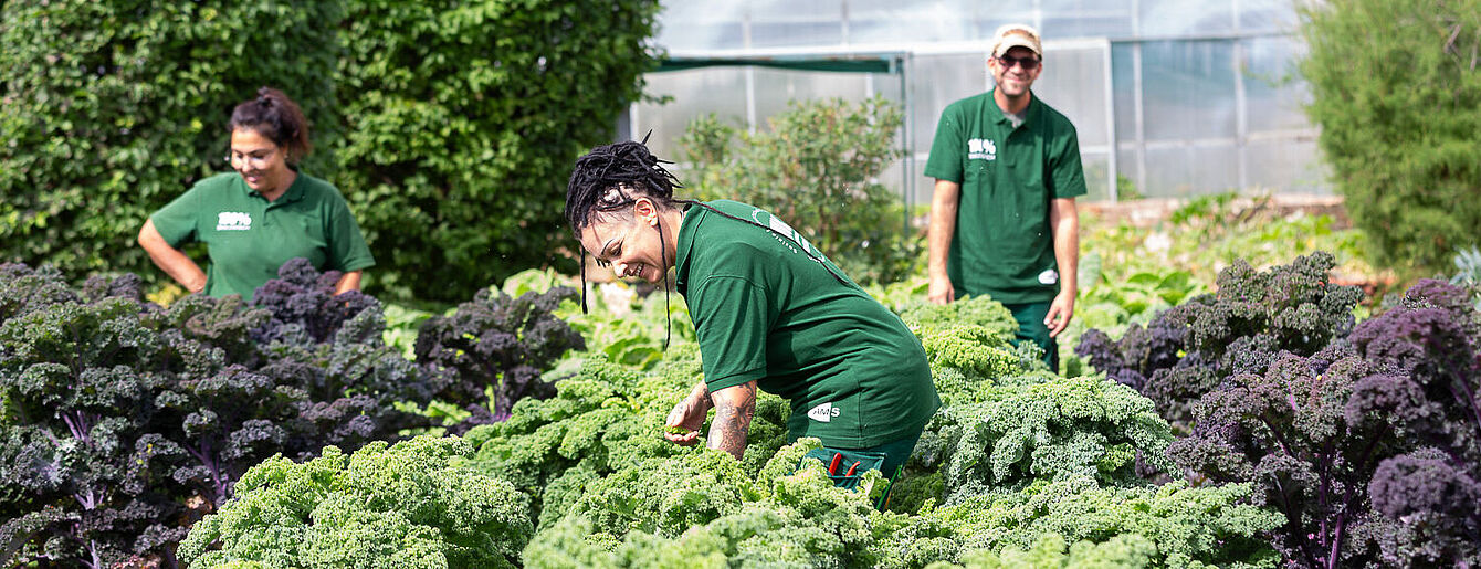 Foto: Susanne Senekowitsch Drei Personen in grünen T-Shirts ernten krause Grünkohlpflanzen in einem Garten mit Bäumen und Gewächshaus im Hintergrund