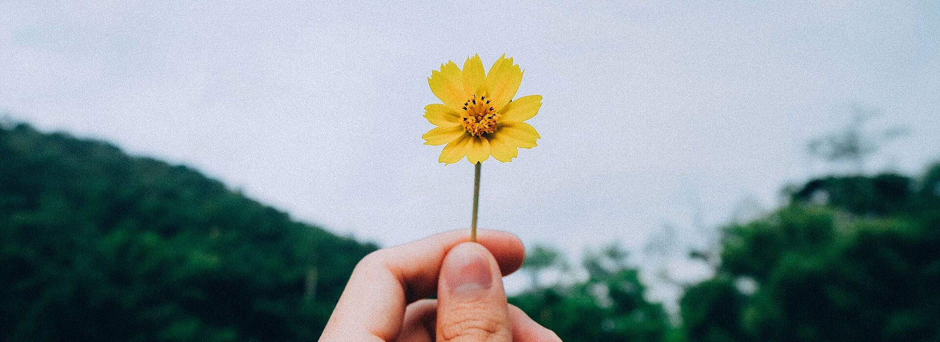 Eine Hand hält eine gelbe Blume