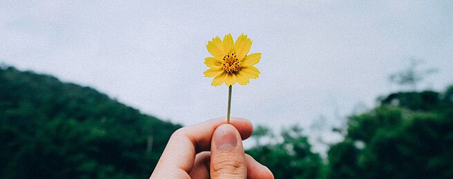 Eine Hand hält eine gelbe Blume