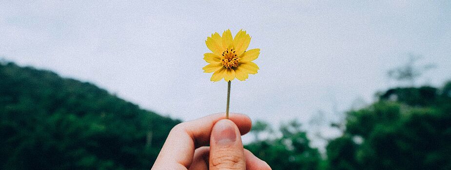 Eine Hand hält eine gelbe Blume