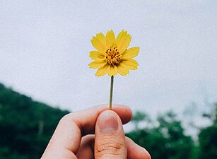 Eine Hand hält eine gelbe Blume