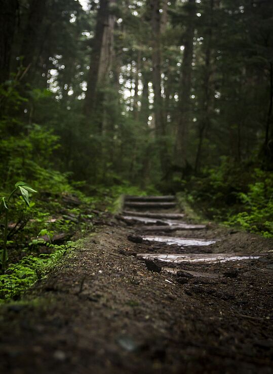 Ein Weg im Wald