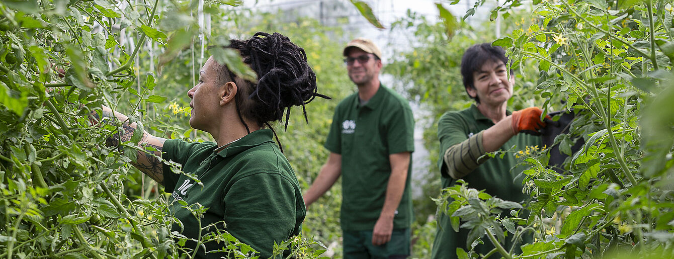 Drei Personen in grüner Arbeitskleidung ernten oder pflegen Pflanzen in einem Gewächshaus mit vielen Tomatenpflanzen