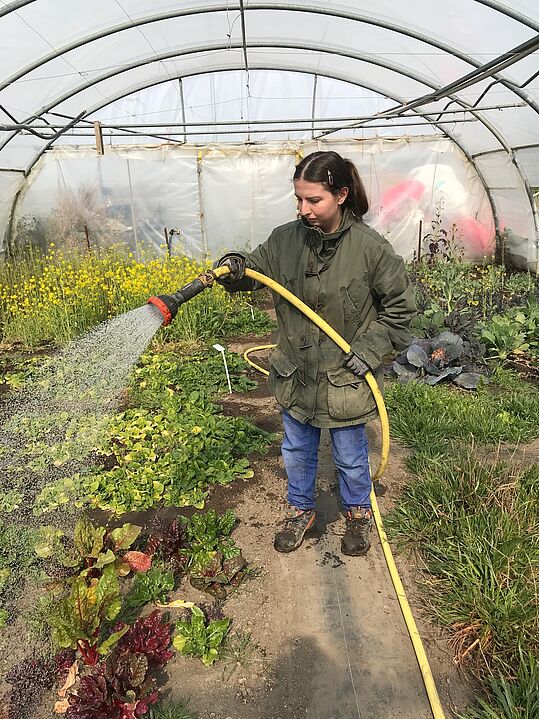 Eine Mitarbeiterin gießt Salatpflanzen im Gewächshaus