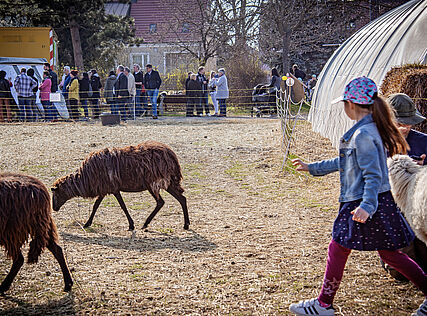 Schafe und Kinder