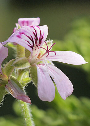Blüten der Duftpelargonie