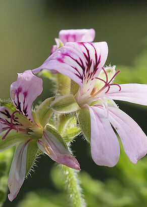 Blüten der Duftpelargonie