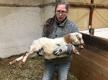 Eine Mitarbeiterin hat ein junges Schaf im Arm