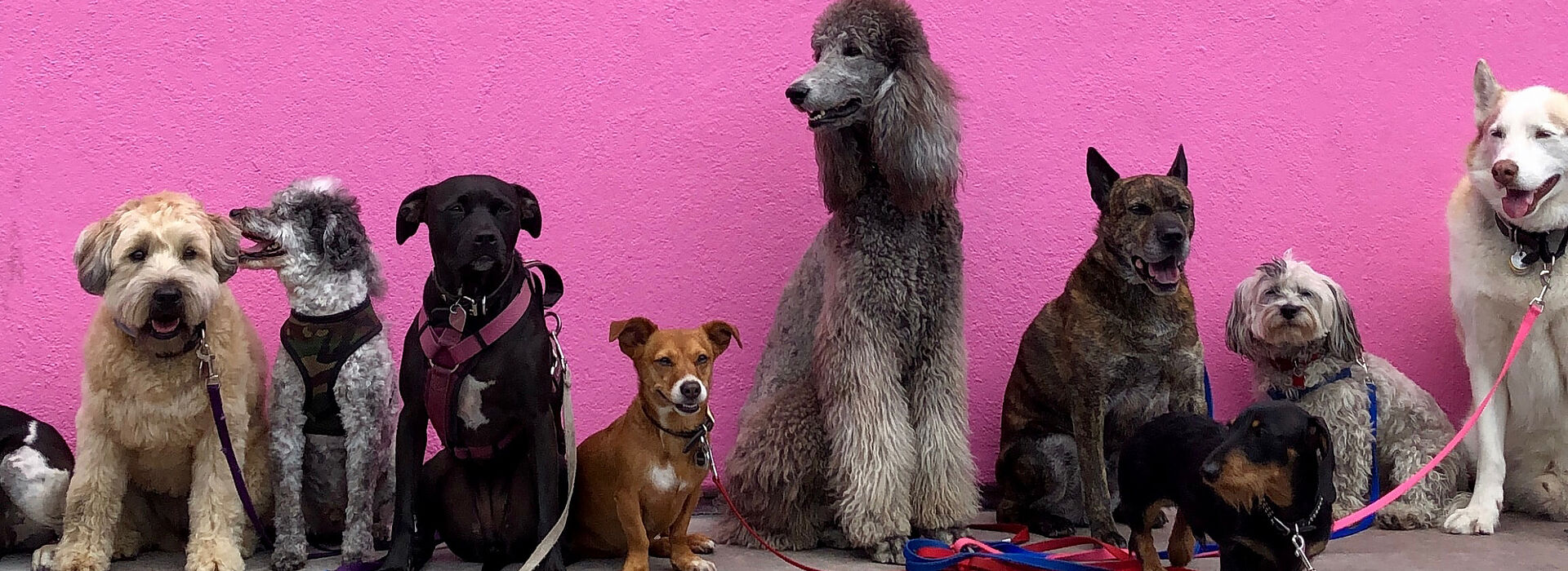 Viele verschiedenen Hunde vor einer pinken Wand