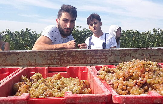 2 Jugendliche hinter einer Ladung Weintrauben