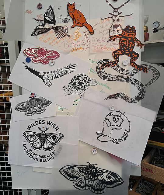 Eine Pinnwand mit verschiedenen Zeichnungen von Tieren: Vögel, Frösche, Schlangen, Schildkröten und Motten. Einige Zeichnungen sind in Schwarz-Weiß, andere in Orange. Handgeschriebene Notizen sind sichtbar.