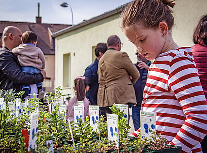 Ein Kind schaut sich den Stand mit Jungpflanzen an