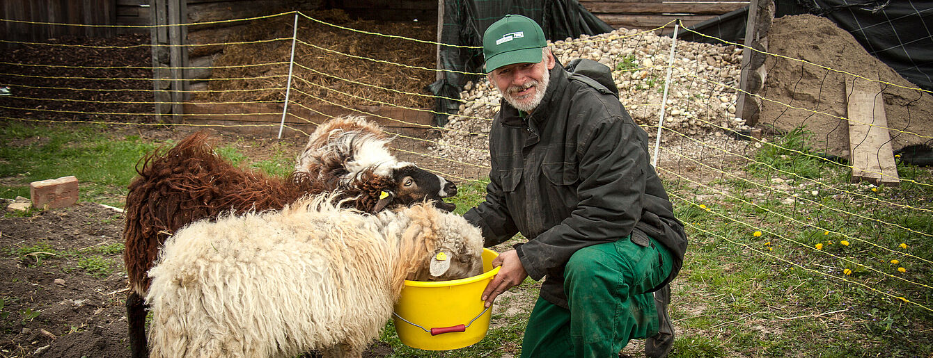 Ein bio.pflanzen Mitarbeiter füttert die Schafe