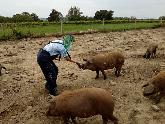 Eine Jugendliche füttert Schweine