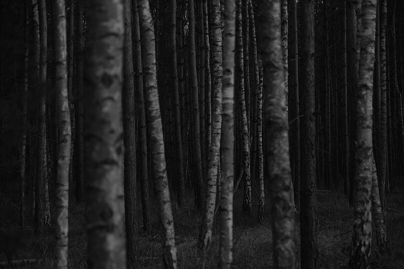 Baumstämme vor schwarzem Hintergrund