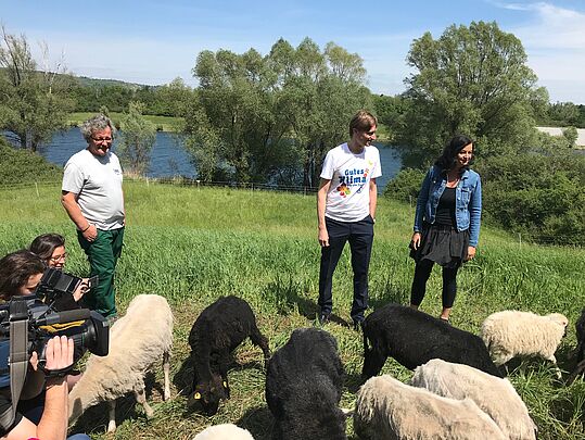 Umweltstadträtin Ulli Sima, Leiter der Fachabteilung MA 45 Gerald Loew, Schäfer Reinhard Maniszewska und die WUK Schafe auf der Donauinsel