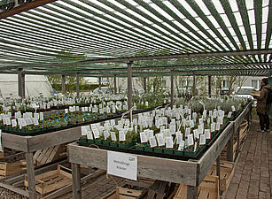 Jungpflanzen bei WUK bio.pflanzen
