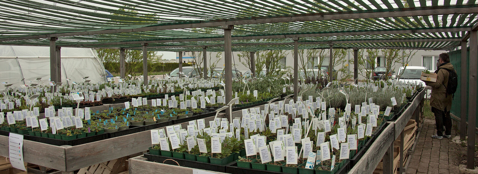 Jungpflanzen bei WUK bio.pflanzen