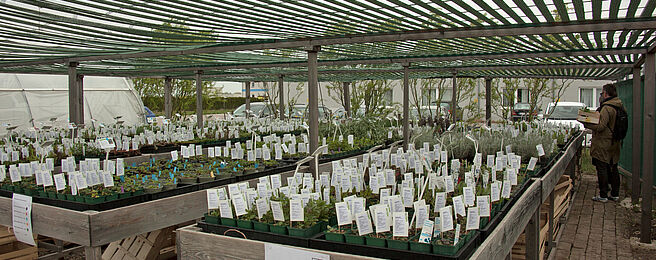 Jungpflanzen bei WUK bio.pflanzen