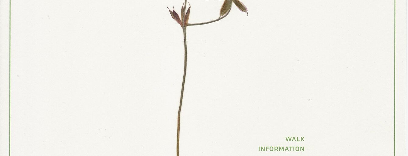 Fokus Grupa, Herbarium, 2013