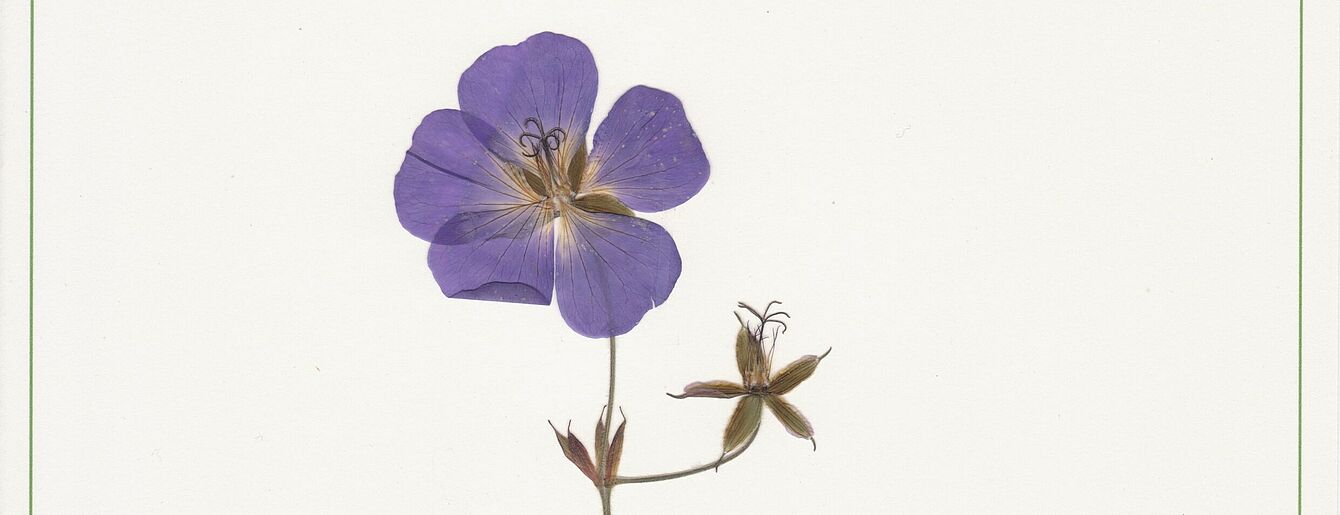 Fokus Grupa, Herbarium, 2013