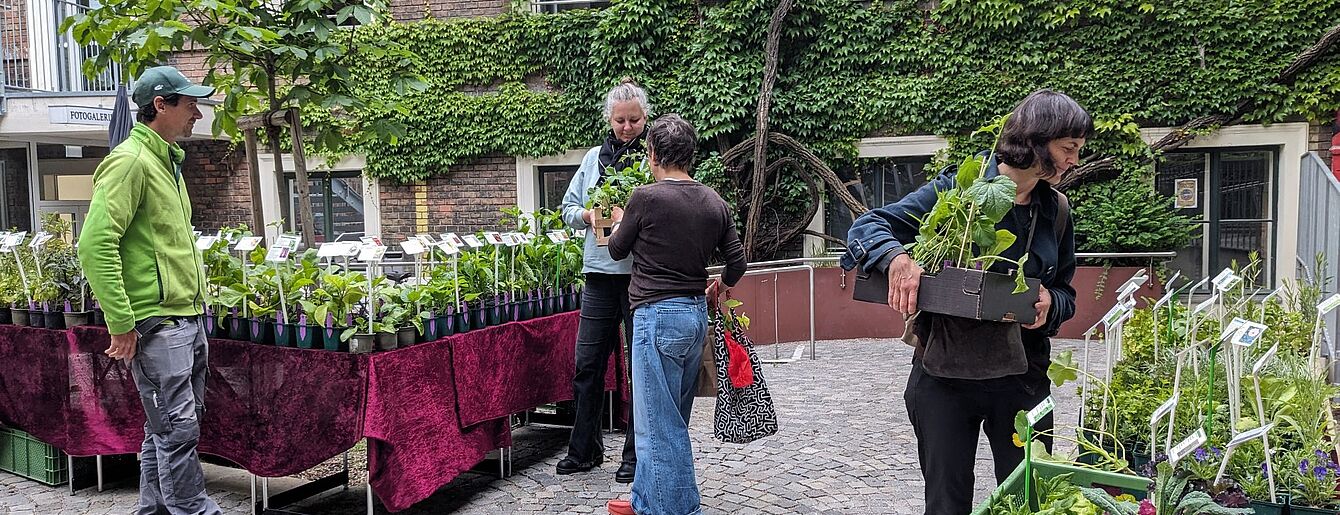 Mehrere Personen stehen auf einem gepflasterten Innenhof mit Tischen, auf denen Pflanzen in Töpfen zum Verkauf stehen