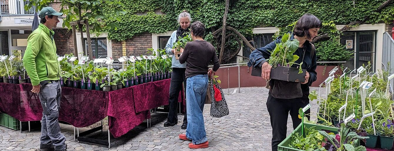 Mehrere Personen stehen auf einem gepflasterten Innenhof mit Tischen, auf denen Pflanzen in Töpfen zum Verkauf stehen
