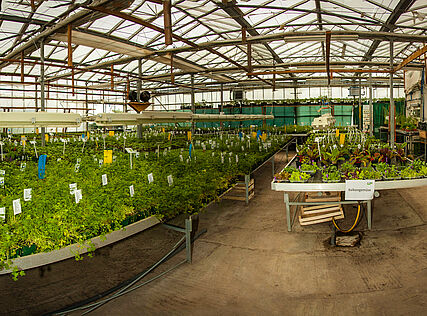 Glashaus von WUK bio.pflanzen