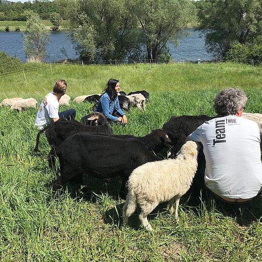 Umweltstadträtin Ulli Sima, Leiter der Fachabteilung MA 45 Gerald Loew, Schäfer Reinhard Maniszewska und die WUK Schafe auf der Donauinsel