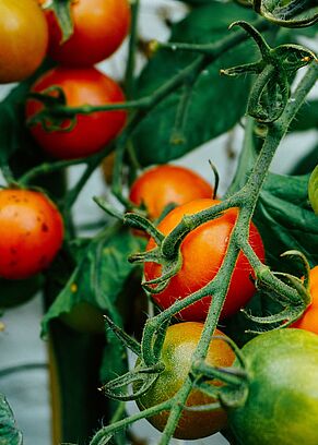 Tomatenpflanze